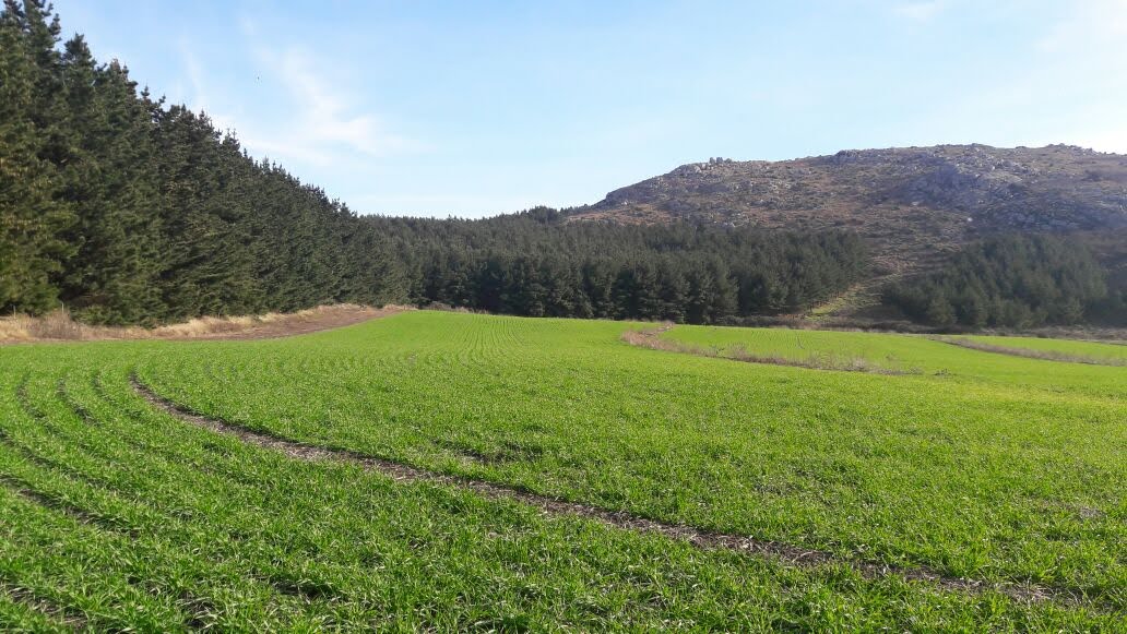Suelo campo